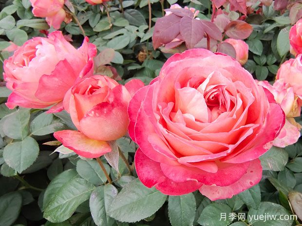 世界***好看的十大月季花品種，有龍沙寶石、彩云、果汁陽臺(圖2)