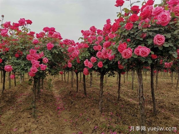 雙色月季樹價(jià)格多少錢一棵？南陽哪里有賣的？(圖2)