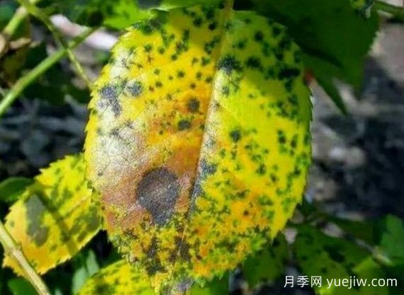 月季銹病用什么藥效果好？(圖1)