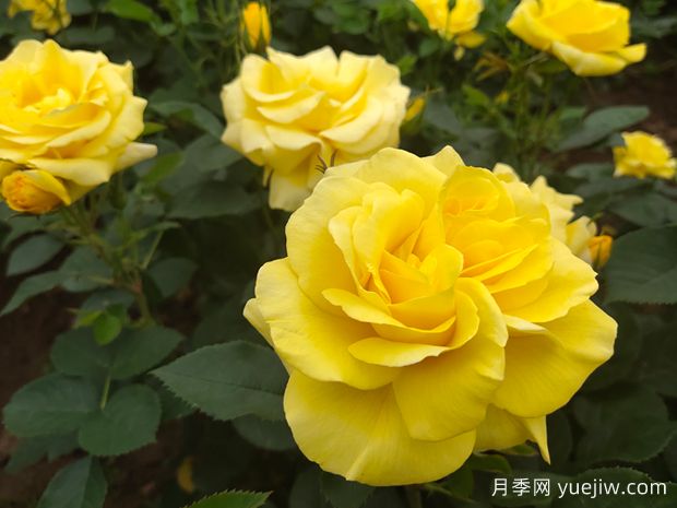 為什么月季在春天的發(fā)芽時(shí)間不一樣呢？(圖1)