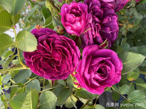 30個(gè)花卉基本知識點(diǎn)(圖1)