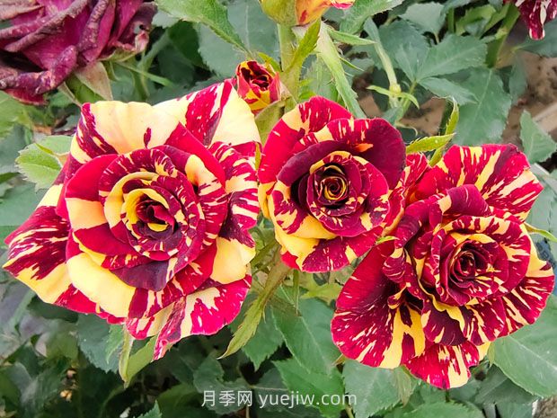 月季基本養(yǎng)護(hù)要點(diǎn)：通風(fēng)、光照、澆水(圖1)