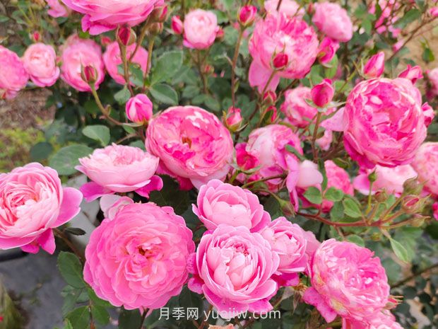 月季基本養(yǎng)護(hù)要點(diǎn)：通風(fēng)、光照、澆水(圖2)
