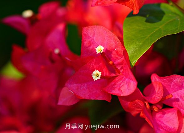 6款適合在夏天養(yǎng)的花，耐曬耐高溫(圖1)