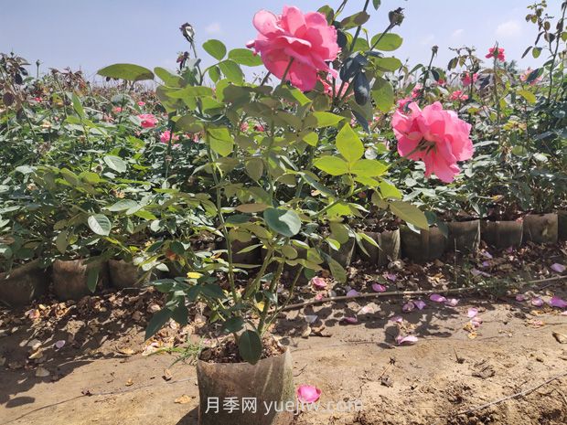 大花月季大袋苗培育怎么做？一起來(lái)看看(圖2)