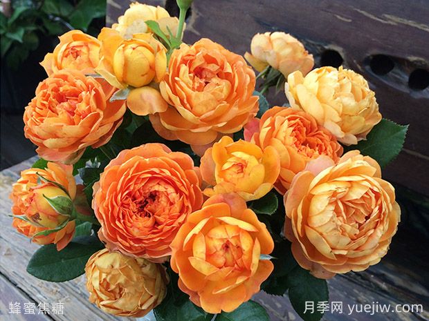抗病耐熱的蜂蜜焦糖月季該如何去養(yǎng)護？(圖2)