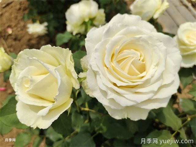 北京什么月季品種又美又優(yōu)秀？帶你來(lái)看(圖4)