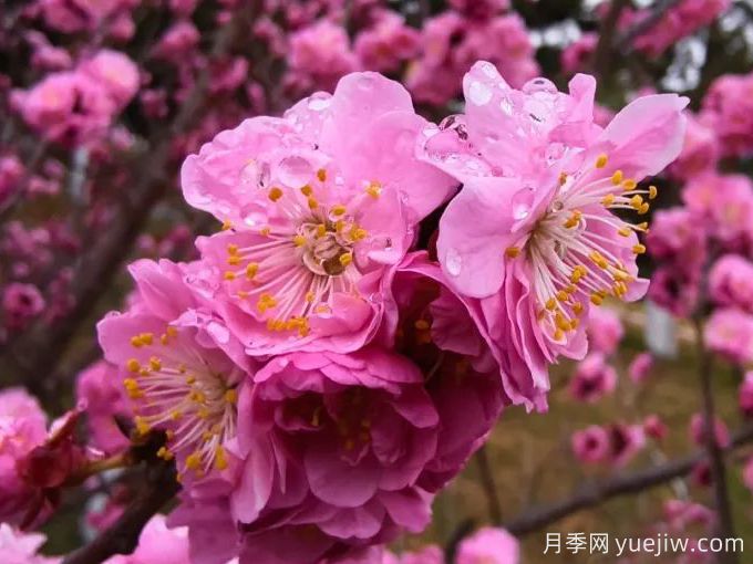 冬季里***耐寒的15種花卉，***耐寒的花推薦(圖1)