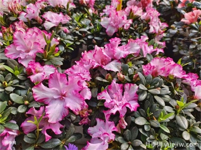 冬季里***耐寒的15種花卉，***耐寒的花推薦(圖3)