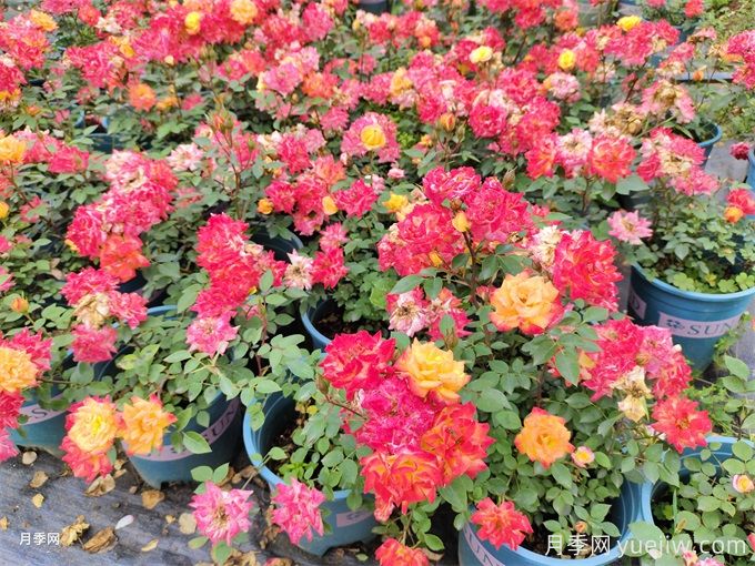 如何打造低成本、低維護(hù)的陽(yáng)臺(tái)花園(圖1)
