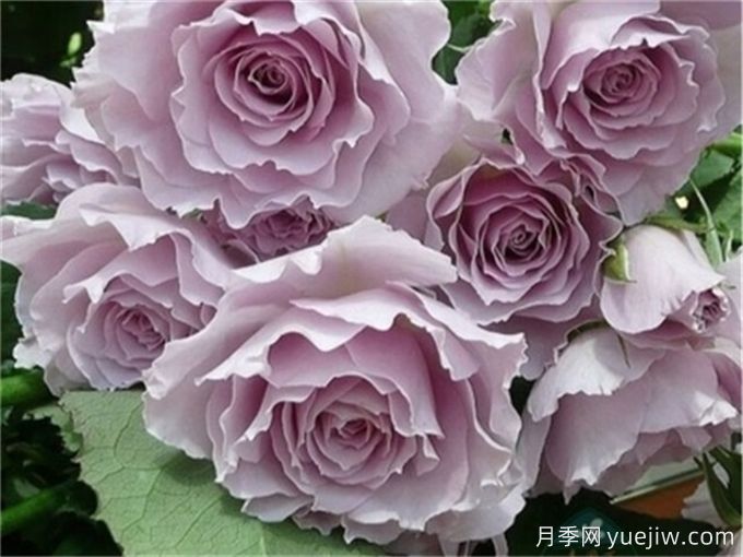 推薦11個香味濃郁的月季品種，開花令人陶醉(圖6)