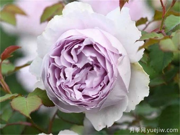 推薦11個香味濃郁的月季品種，開花令人陶醉(圖5)