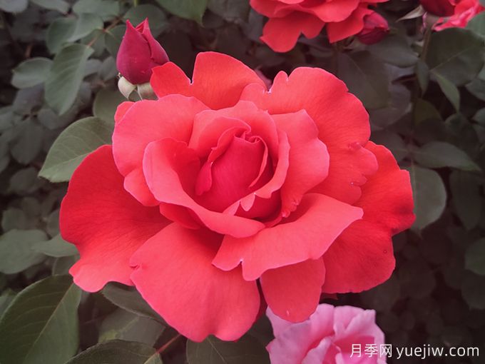 花朵大，長勢強，還得是緋扇月季(圖1)