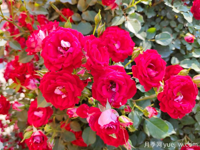 夏季月季花越開越小怎么辦？(圖1)