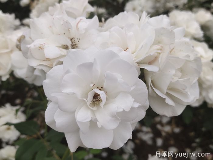 7種顏色的月季花，搞怪花語分別是什么？(圖2)