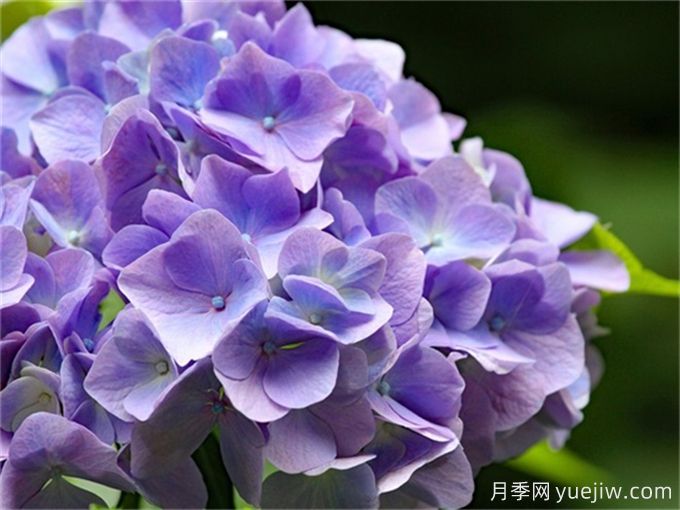 盤點7個超級好看的繡球花品種(圖1)
