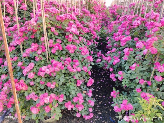 夏季藤本月季花后能牽引嗎？要不要修剪打頂？(圖1)