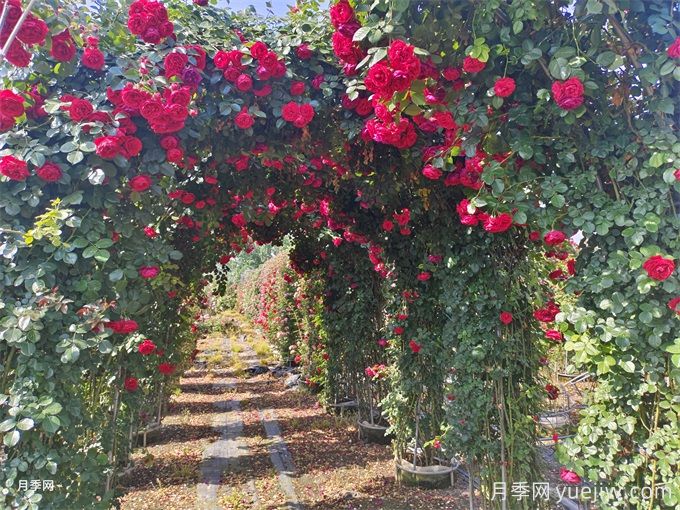 夏季藤本月季花后能牽引嗎？要不要修剪打頂？(圖2)