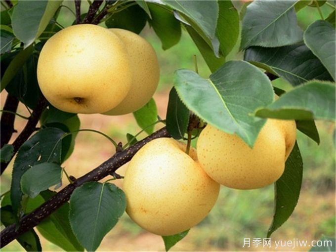 10種適合庭院種植的果樹(shù)，實(shí)現(xiàn)水果自由(圖1)