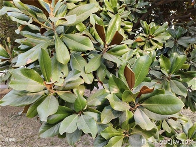廣玉蘭簡介，廣玉蘭應用和養(yǎng)護(圖2)