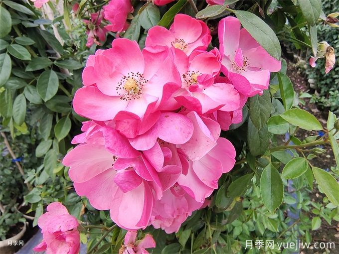 月季熬不過(guò)夏天，夏季月季如何養(yǎng)護(hù)？(圖2)