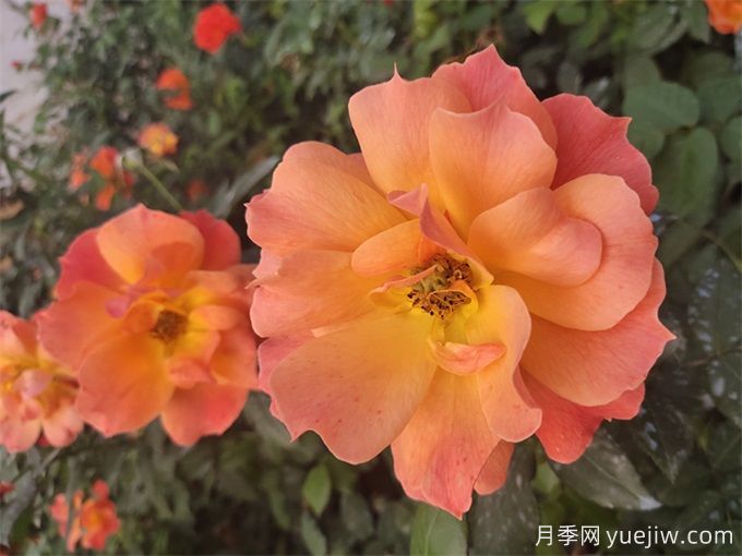 杭州高架月季品種那么多，手把手教你如何驗(yàn)正品(圖2)