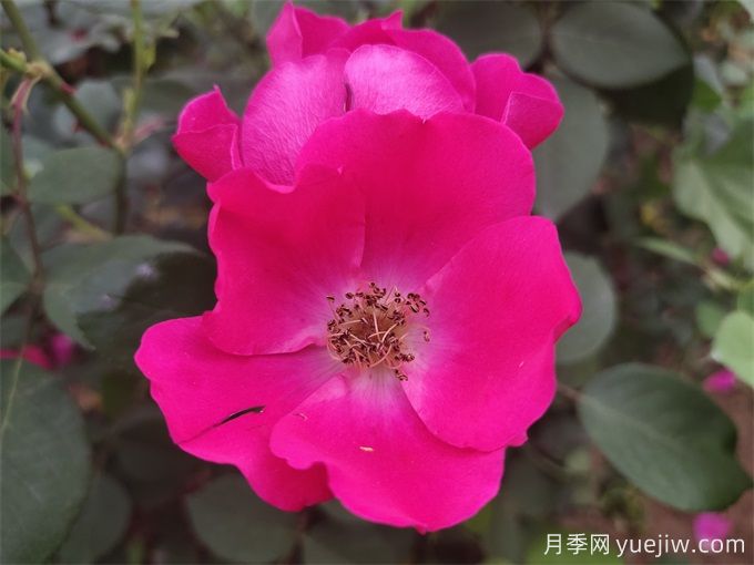 杭州高架月季品種那么多，手把手教你如何驗(yàn)正品(圖11)
