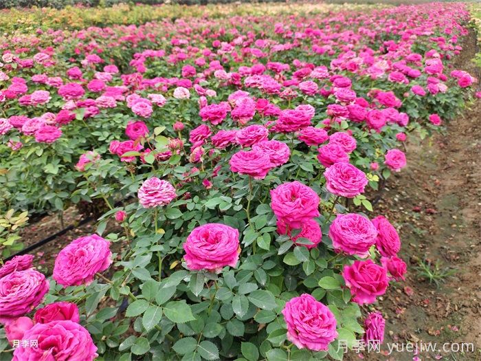 月季花開，南陽(yáng)月季在園林綠化的場(chǎng)景展示(圖4)