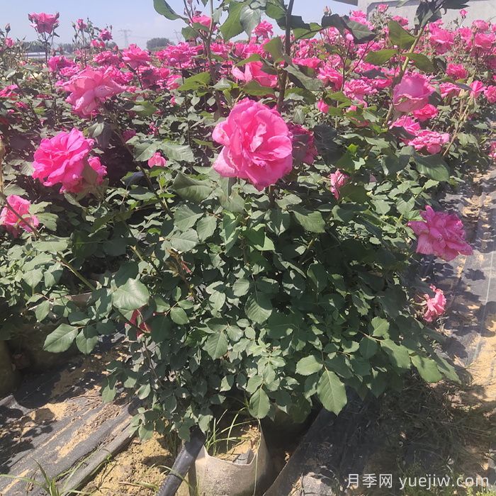 月季栽植的具體步驟有哪些？(圖1)