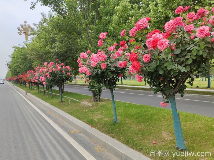 月季樹移栽別太深，該如何補救？(圖1)