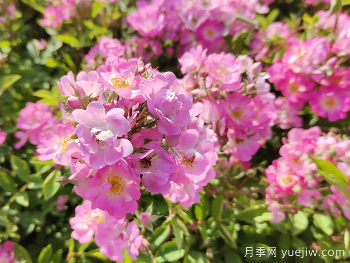 調(diào)控月季開花期的技巧(圖1)