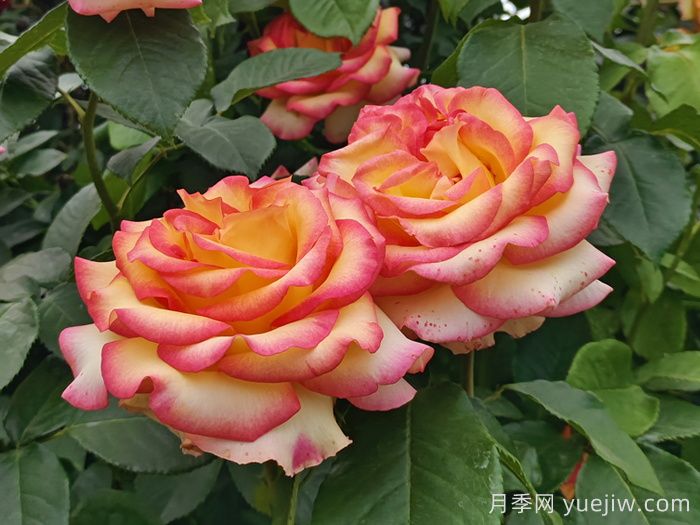 10分鐘學(xué)會月季養(yǎng)法，高手經(jīng)驗總結(jié)(圖1)