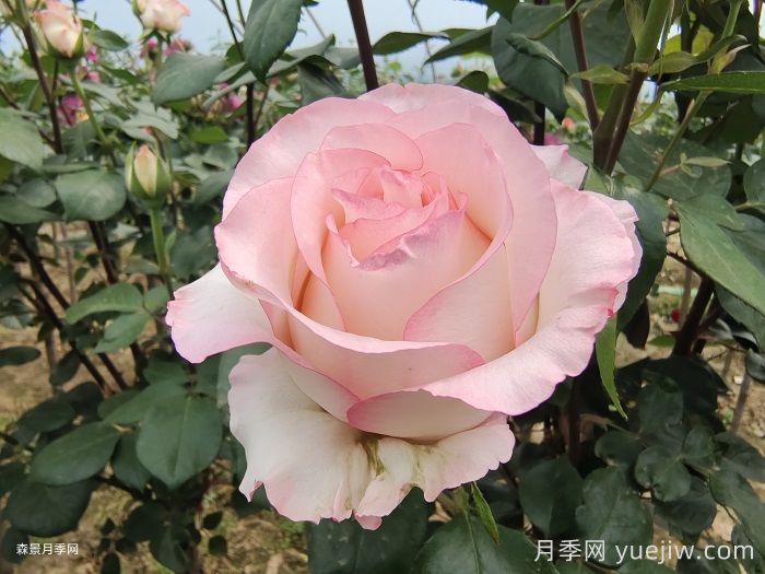 艾莎玫瑰屬于什么檔次？(圖1)