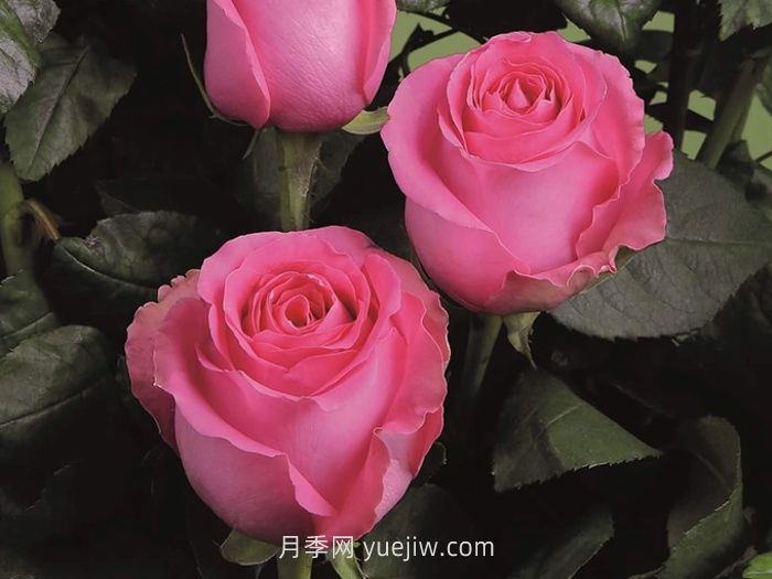 上海夫人月季的介紹和優(yōu)缺點(圖1)